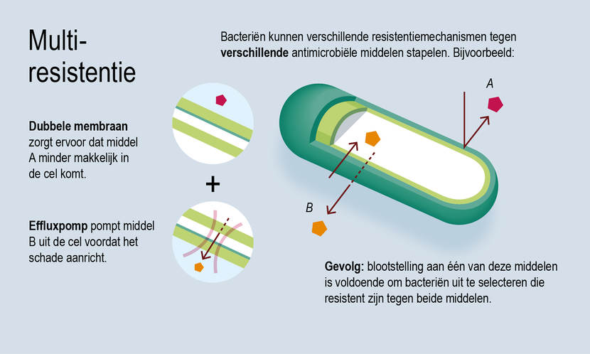 Multiresistentie: bacteriën kunnen verschillende resistentiemechanismen tegen verschillende antimicrobiële middelen stapelen. Bijvoorbeeld een dubbele membraan, die ervoor zorgt dat middel A minder makkelijk in de cel komt. En een effluxpomp, die middel B uit de cel pompt voordat het schade aanricht. Gevolg: blootstelling aan een van deze middelen is voldoende om bacteriën uit te selecteren die resistent zijn tegen beide middelen.